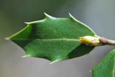 Ilex aquifolium 'Marg'- cesmína ostrolistá 'Marg' - jarní pučení